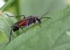 Macrophya annulata